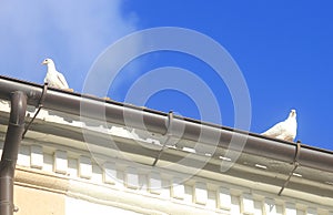 White doves on the roof