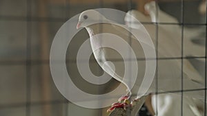 White doves sit on a perch in a cage. Home dovecote on the roof