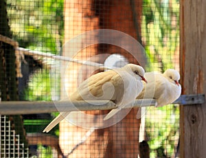 White Doves sleeping