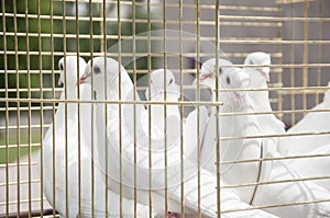 White doves