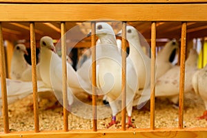 White doves on a sunny day in a wooden cage