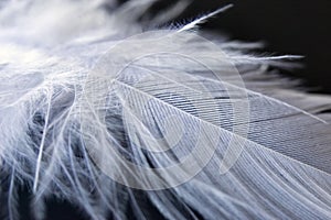 White down feather on black background