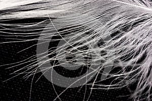 White down feather on black background, close up, macro