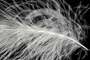 White down feather on black background, close up, macro