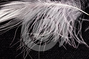 White down feather on black background, close up, macro