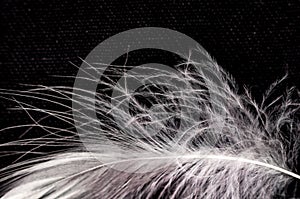 White down feather on black background, close up, macro