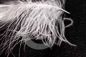 White down feather on black background, close up, macro