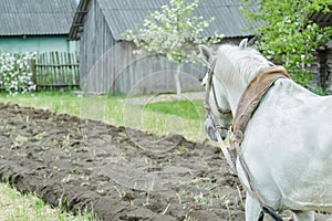 White draft horse at freshly ploughing field furrows background