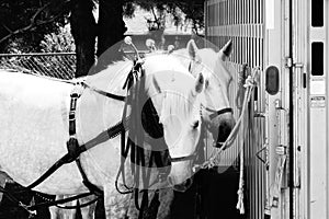 White draft horse team