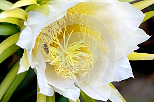 White dragon fruit flowers, Gaysorn yellow blossom