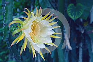 White dragon fruits flower.