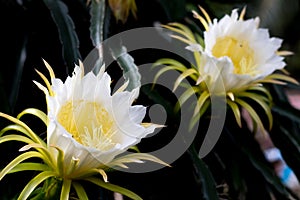 White dragon fruits flower blooming hylocereus on climber planting  floral  nature  background