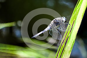 White dragonfly on leaf of grass in macro