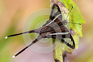 The White Dragontail butterfly gathering pollen and flying