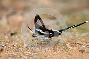 The White Dragontail Lamproptera curius curius Butterfly photo