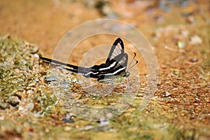 The White Dragontail Lamproptera curius curius Butterfly photo