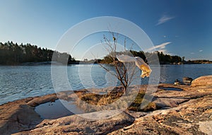 White dress hanging on a leafless tree by sea