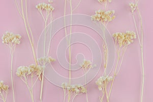 White dried flowers pattern