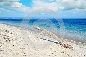 White driftwood in a tropical beach on a cloudy day