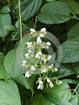 White drimiopsis maculate or hyacinthaceae flower