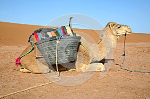 White dromedary