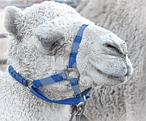 White Dromedary `Arabian` Camel, blue bridle