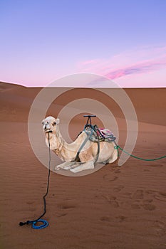 White dromedary on the desert dune of Erg Chigaga, at the gates of the Sahara, at dawn Morocco. Concept of travel and adventure