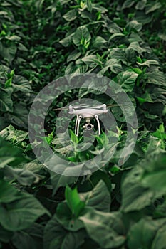 White drone is flying through a dense green forest
