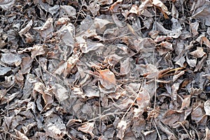 White dry leaves on the ground - Background and texture
