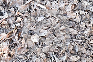 White dry leaves on the ground - Background and texture