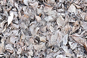 White dry leaves on the ground - Background and texture