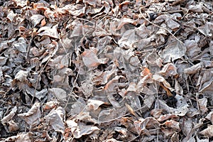 White dry leaves on the ground - Background and texture