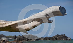 White dry wood branch framing lava rocks at Beach 69