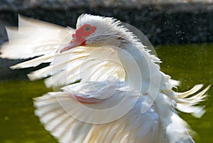 White duck