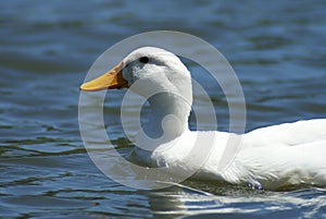 White Duck