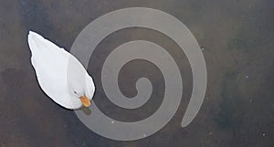 White duck