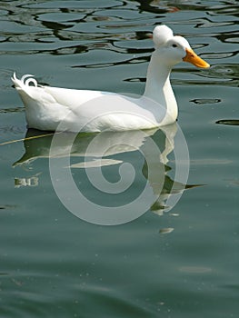 White duck