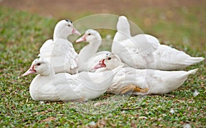 White duck