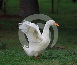 Bílý kachna 