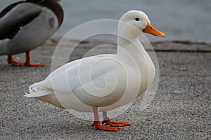 White Duck