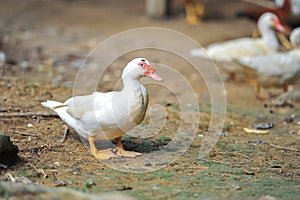 White duck