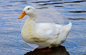 White duck