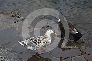 White Duck