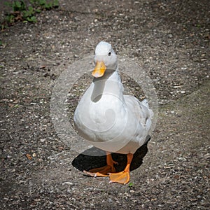 White duck