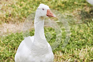 White Duck Anas platyrhynchos domesticus on a green blanket of grass