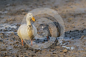 White duck Anas platyrhynchos seeking food on mud flats.