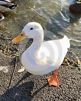 White duck at Apex Park, Burnham-on-Sea