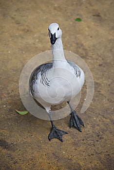 White duck. Aquatic bird