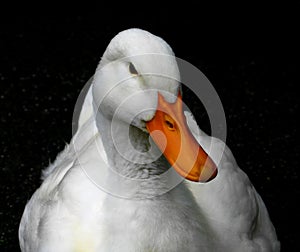 White duck (Aylesbury duck)
