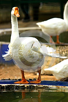 White Duck for Background